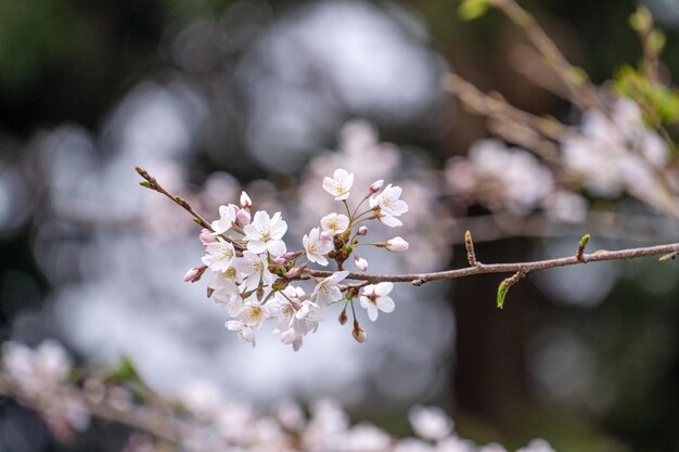 Yoshino Tokyo Sakura Cherry Blossom цветет Национальный лесной парк отдыха Алишань на Тайване