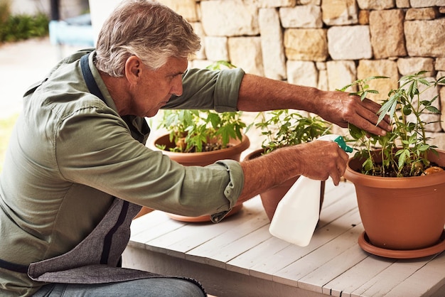 You got to make sure they grow properly Cropped shot of a relaxed senior man tending to her marijuana plants and making sure its growing properly outside at home