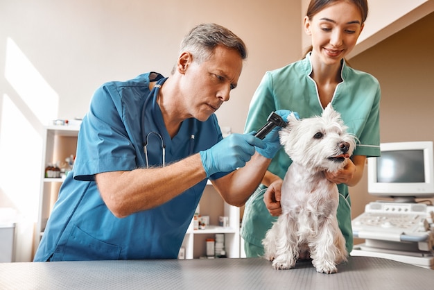 Do you hear me well A middle-aged vet checking dog's ears while his young female assistant is holding a patient and smiling. Vet clinic. Pet care concept