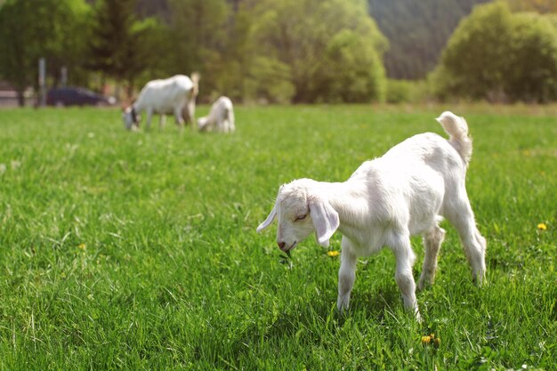 Молодой белый козленок пасется на весеннем лугу, ест зеленые листья.
