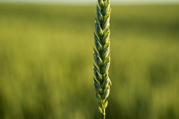 Yound green wheat field ripening ears of wheat field