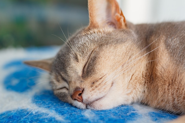 Young abyssinian cat sleeping on a blue plaid closeup