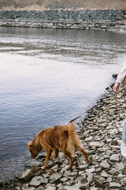 Young active dog toller walking on river shore