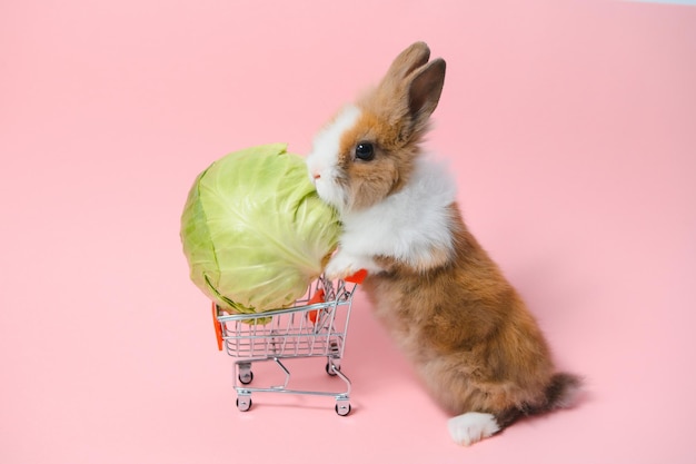 イースターのためのかわいい赤ちゃんウサギとペットと野菜のオンライン ショッピング ショップの若い愛らしいバニー スタンド