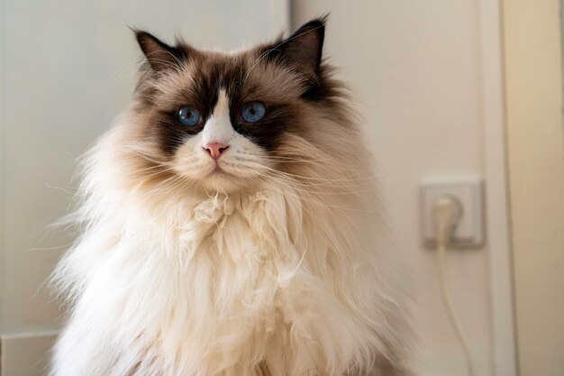 Молодой взрослый пушистый белый чистокровный кот рэгдолл с голубыми глазами  смотрит на что-то | Премиум Фото