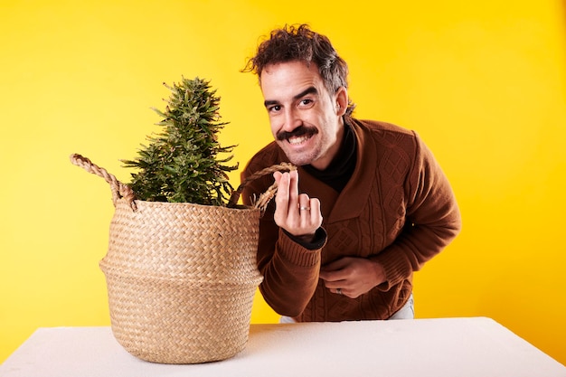 Foto un giovane adulto accanto a una pianta di marijuana con sfondo giallo