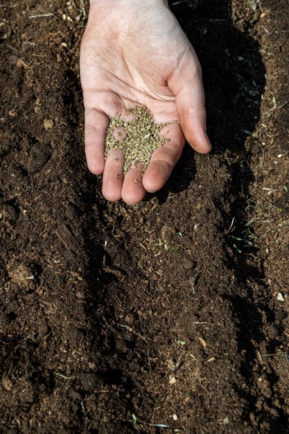 Young adult woman fingers taking dill seeds from palm for planting in fresh dark soil Closeup Preparation for garden season Point of view shot