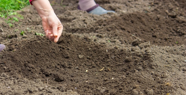 Young adult woman hand planting pumpkin seeds in fresh dark soil