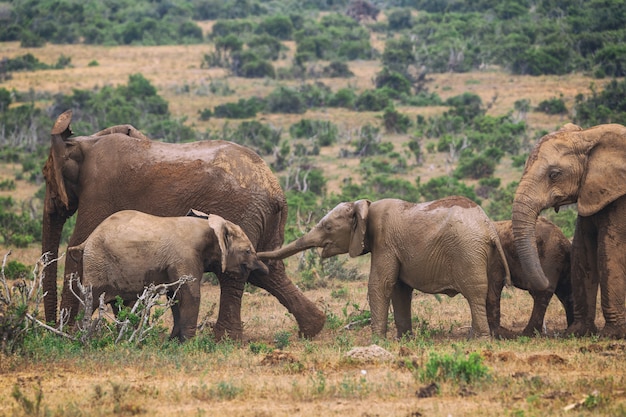 Young african elephants playing in Addo National Park in South Africa