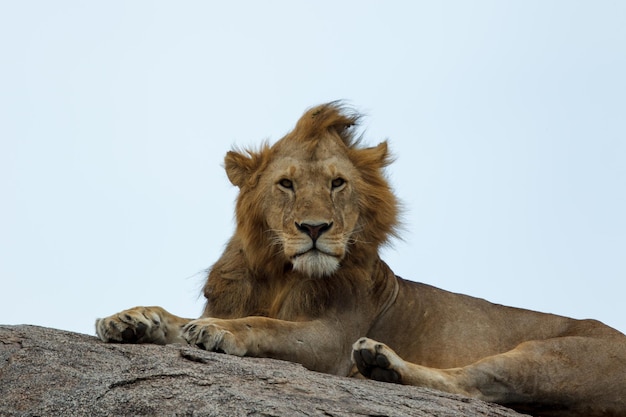 A young african lion on a kopje