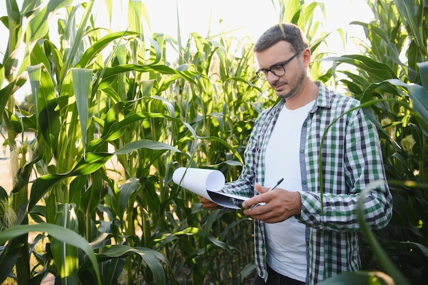 A young agronomist examines corn on agricultural land Farmer in a corn field on a sunny day