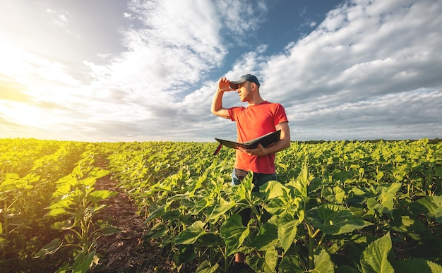 A young agronomist examines young sunflower plants on agricultural land Farmer on a green field of sunflowers on a sunny day