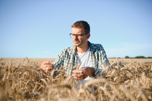 Young agronomist in grain field. cereal farming