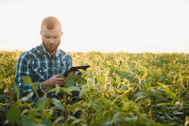 젊은 농학자는 콩밭에 태블릿 터치패드 컴퓨터를 들고 수확하기 전에 작물을 검사합니다. 농업 관련 개념입니다. 여름에 태블릿으로 콩밭에 서 있는 농업 기술자.