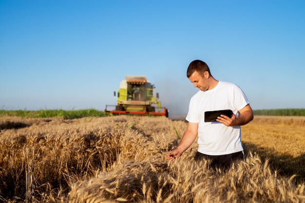 Young agronomist man standing in a golden wheat field with tablet and checking quality while combine harvester working behind.