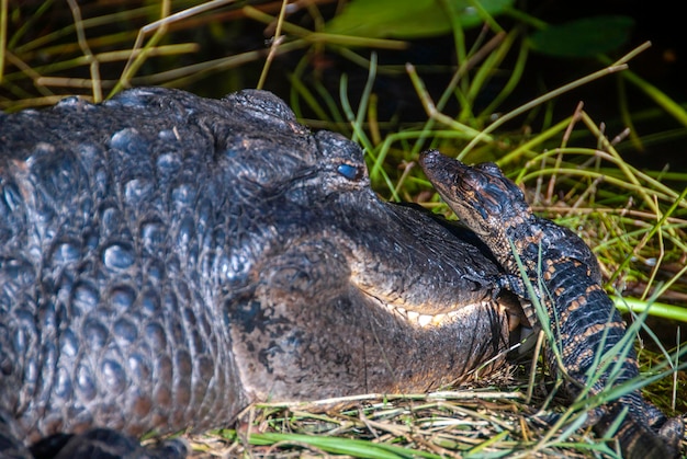 Young alligator going over the head of his mother