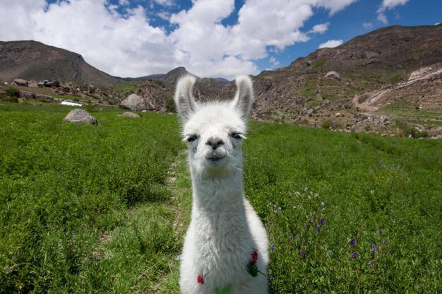 Foto giovane alpaca arica arica y parinacota cile foto di archivio