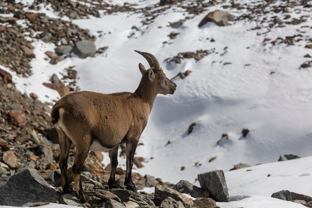 Photo young alpine ibex mountain goat on the rocks in the meadows mount blanc france