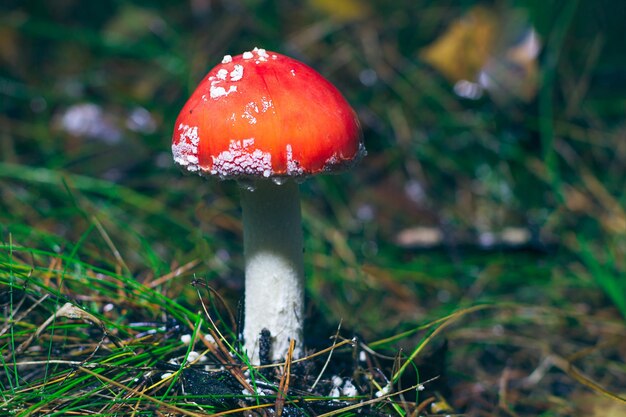 사진 파리 agaric 또는 파리 amanita로 알려진 어린 amanita muscaria