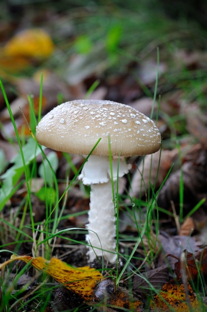 Молодой Amanita Pantherina, также называемый пантер-шапкой или ложным румянцем, в естественном окружении леса.