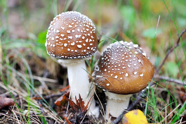 어린 아마니타 판테리나(Amanita Pantherina)는 숲의 자연 환경에서 팬더 모자 또는 가짜 블러셔라고도 합니다.