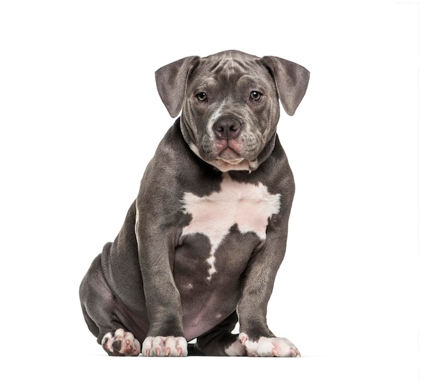 Young American Bully sitting against white background