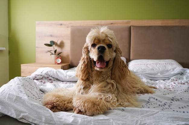 Photo young american cocker spaniel on the bed
