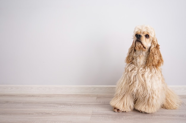 Young american cocker spaniel sitting on the floor