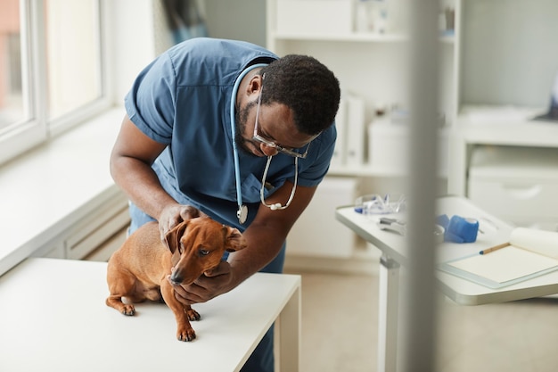 Young animal doctor in blue medical scrubs examining sick brown dachshund while bending over dog during checkup