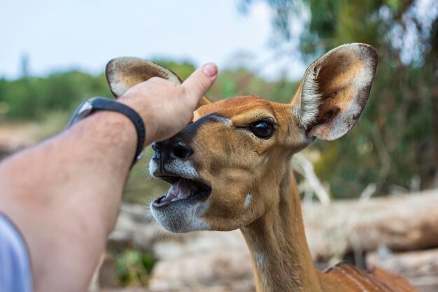 A young antelope looks into a car