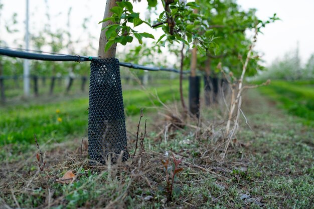 Young apple orchard protection against rodents hares net