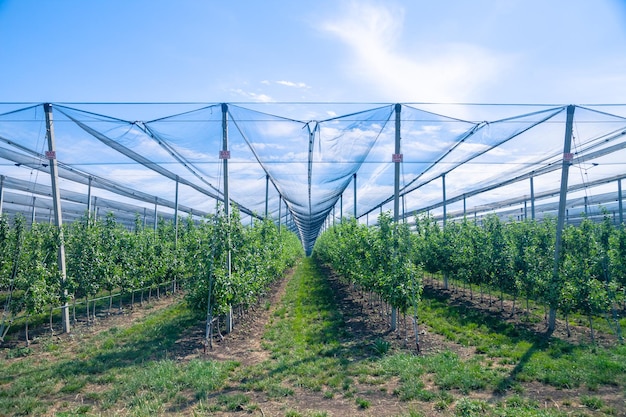 Young apple orchard with antihail net