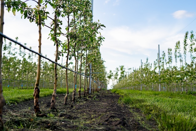 Young Apple orchard with drip irrigation system for trees