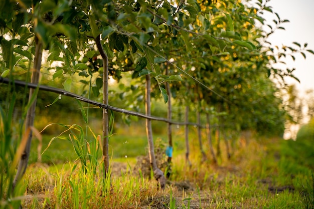 나무를위한 물방울 관개 시스템을 갖춘 어린 사과 과수원