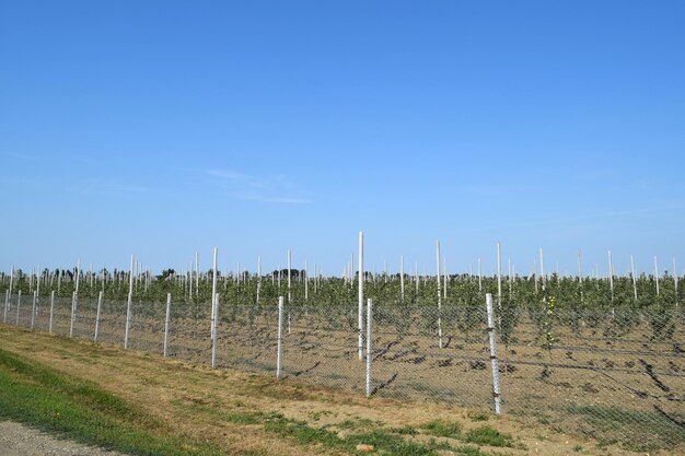 Young apple orchard