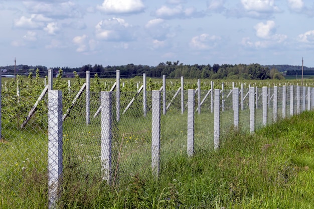 Young apple seedlings in an orchard