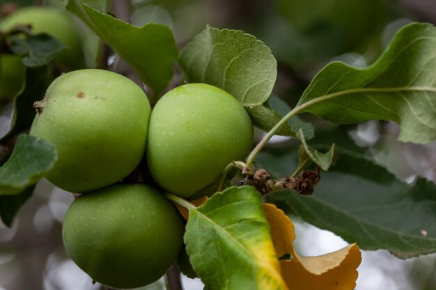 Photo young apples on a branch in the garden closeup eco products