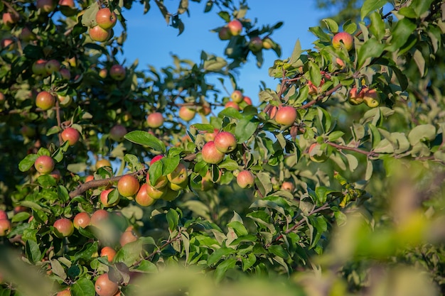 Young apples on a tree in the garden Growing organic fruits on the farm Traditional agricultural