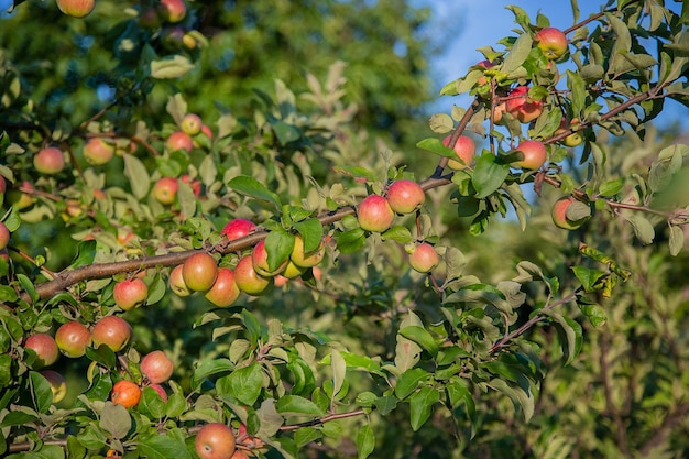 Young apples on a tree in the garden Growing organic fruits on the farm Traditional agricultural