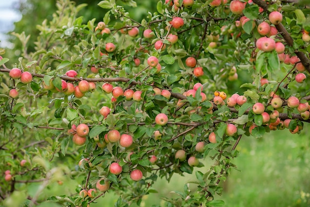 庭の木の上の若いリンゴ伝統的な農場で有機果物を育てる