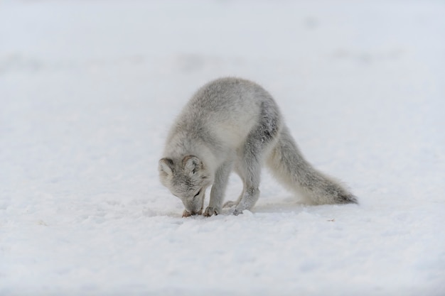 Young arctic fox in winter tundra. Grey arctic fox puppy.