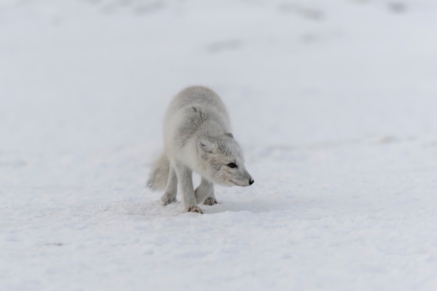 Young arctic fox in winter tundra. Grey arctic fox puppy.