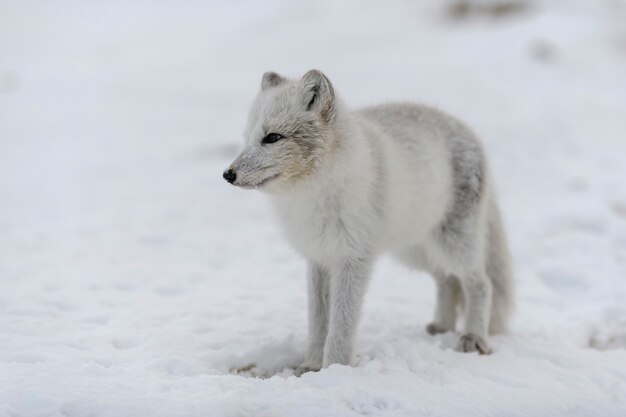 Young arctic fox in winter tundra. Grey arctic fox puppy.