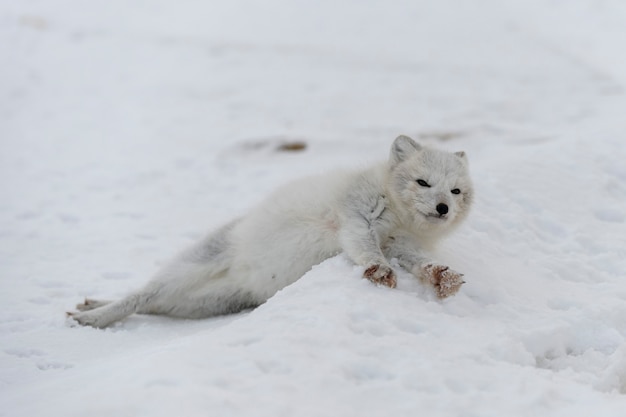 Young arctic fox in winter tundra. Grey arctic fox puppy.