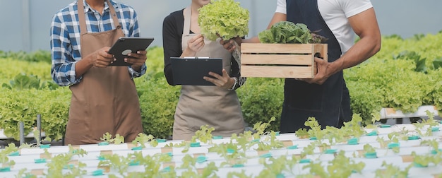 有機水耕サラダ野菜農場で一緒に働く若いアジア人女性と年配の男性農家デジタルタブレットを使用した現代の菜園所有者が温室庭のレタスの品質を検査する