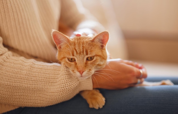 暖かいセーターを着た若いアジア人女性が ⁇ ある秋の日に家でソファーでタビー猫と休んでいる ⁇ ジンジャーペットを抱えている素晴らしい女性の室内ショット ⁇ 家で朝の睡眠時間 ⁇ 柔らかいフォーカス