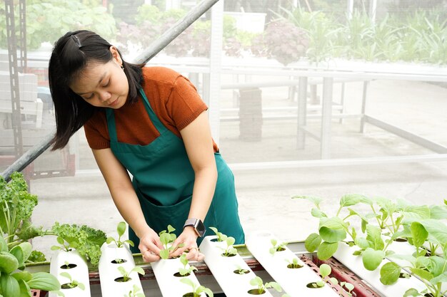 若いアジアの女性農夫は水耕栽培野菜の世話をします