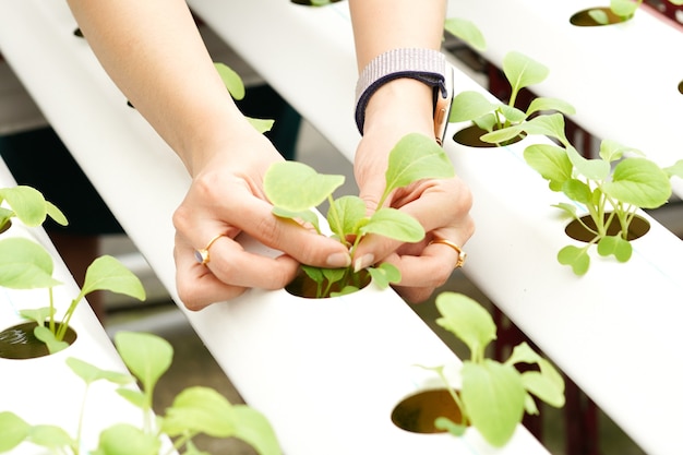 Young Asian Women Farmer Take Care of Hydroponics Vegetable