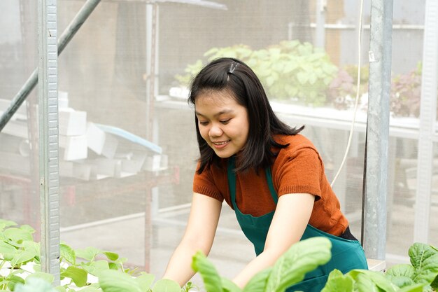 若いアジアの女性農夫は水耕栽培野菜の世話をします