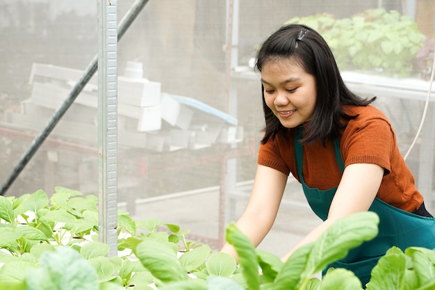 젊은 아시아 여성 농부가 수경법 야채를 돌본다